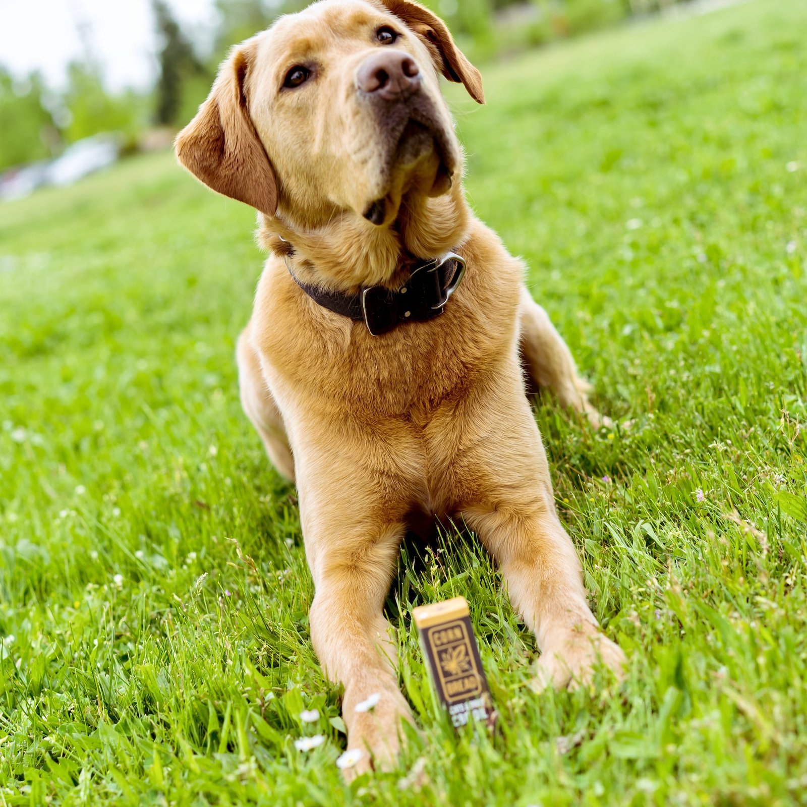 pet cbd tincture
